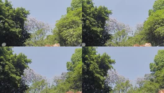 阳光下的树叶高清在线视频素材下载