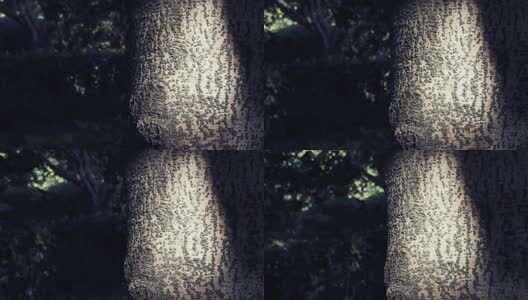 阳光下的树叶高清在线视频素材下载