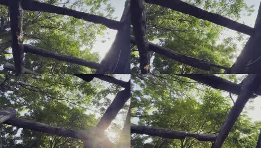 阳光下的树叶高清在线视频素材下载