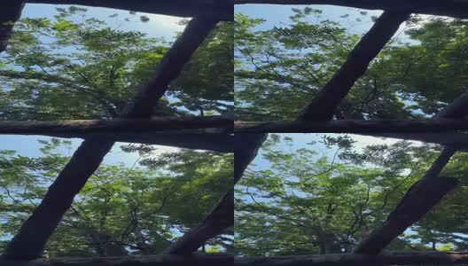 阳光下的树叶高清在线视频素材下载