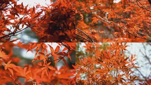 4K秋天红枫浸染空镜11组高清在线视频素材下载