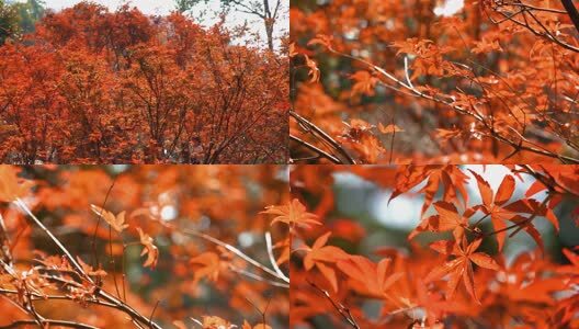 4K秋天红枫浸染空镜12组高清在线视频素材下载