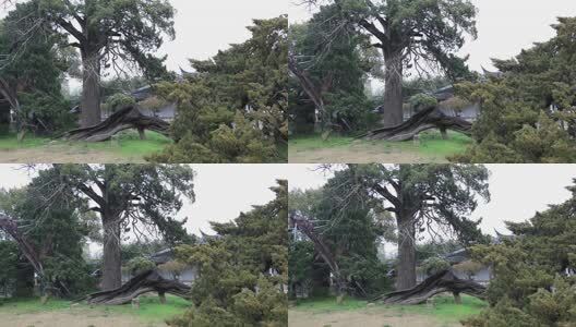 苏州香雪海司徒庙典雅古建筑自然风光高清在线视频素材下载