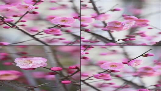 红梅花开梅花绽放花蕊花瓣高清在线视频素材下载