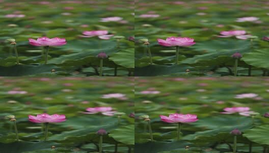 夏天荷花竖屏高清在线视频素材下载