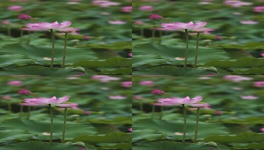 竖屏荷花视频高清在线视频素材下载