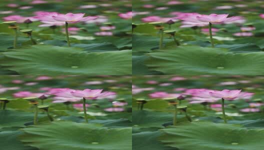 竖屏荷花视频高清在线视频素材下载
