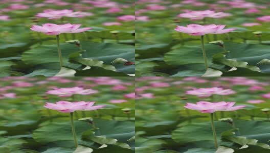 竖屏荷花视频高清在线视频素材下载