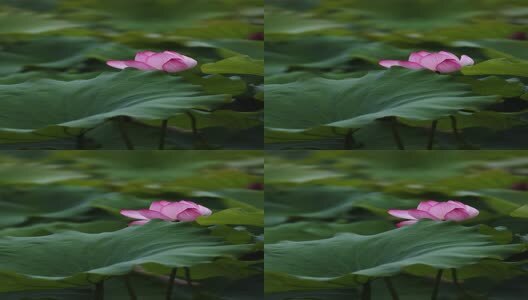 竖屏荷花视频高清在线视频素材下载