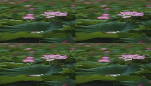 竖屏荷花视频高清在线视频素材下载