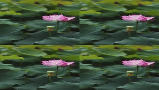 竖屏荷花视频高清在线视频素材下载