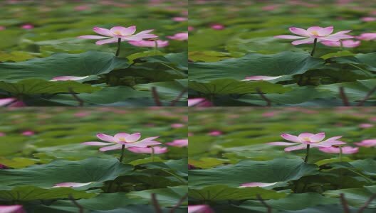 竖屏荷花视频高清在线视频素材下载