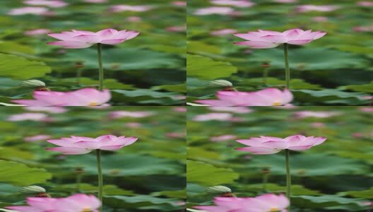 竖屏荷花视频高清在线视频素材下载