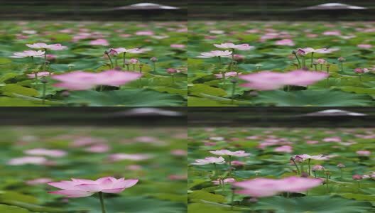 竖屏荷花视频高清在线视频素材下载