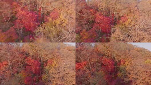 北国之秋枫叶王国高清在线视频素材下载