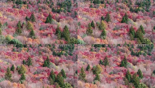 北国之秋枫叶王国高清在线视频素材下载