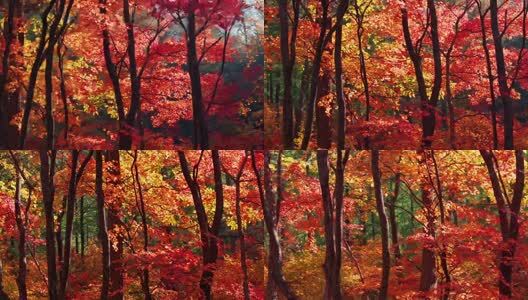 北国之秋枫叶王国高清在线视频素材下载