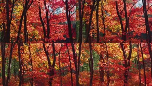 北国之秋枫叶王国高清在线视频素材下载