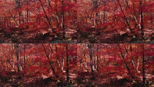 北国之秋枫叶王国高清在线视频素材下载