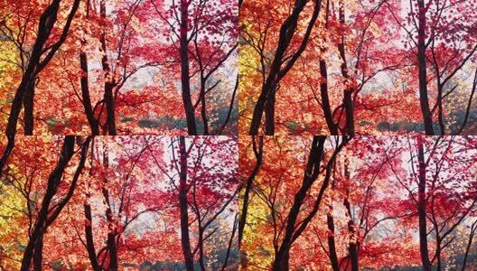 北国之秋枫叶王国高清在线视频素材下载