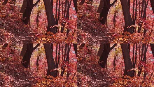 北国之秋枫叶王国高清在线视频素材下载