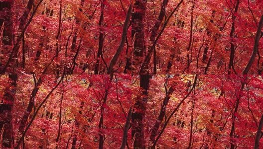 北国之秋枫叶王国高清在线视频素材下载