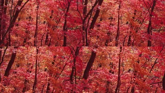 北国之秋枫叶王国高清在线视频素材下载