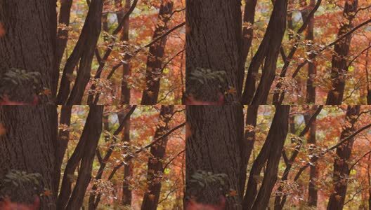 北国之秋枫叶王国高清在线视频素材下载