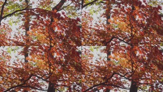 北国之秋枫叶王国高清在线视频素材下载