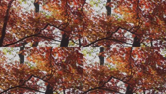 北国之秋枫叶王国高清在线视频素材下载