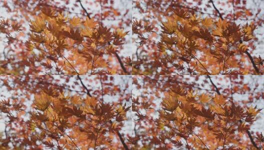 北国之秋枫叶王国高清在线视频素材下载