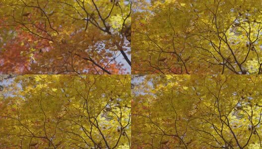 北国之秋枫叶王国高清在线视频素材下载