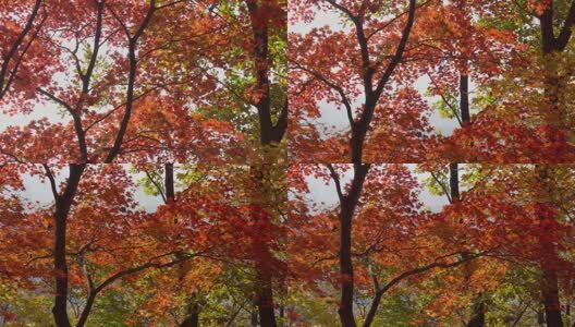 北国之秋枫叶王国高清在线视频素材下载