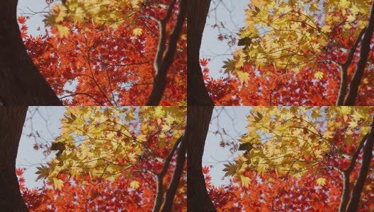 北国之秋枫叶王国高清在线视频素材下载