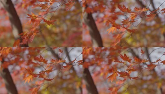 北国之秋枫叶王国高清在线视频素材下载