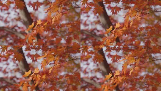 北国之秋枫叶王国高清在线视频素材下载