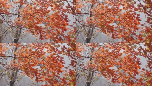 北国之秋枫叶王国高清在线视频素材下载