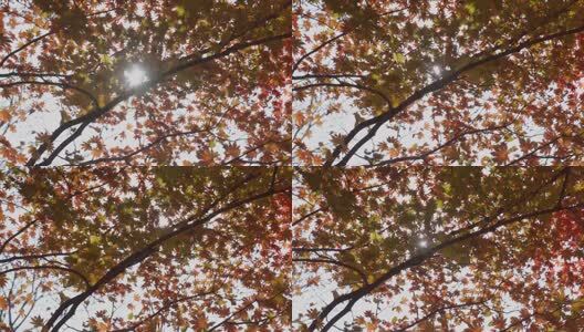 北国之秋枫叶王国高清在线视频素材下载