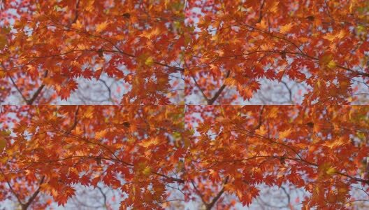 北国之秋枫叶王国高清在线视频素材下载