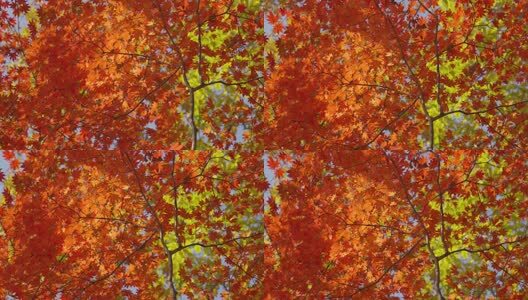 北国之秋枫叶王国高清在线视频素材下载