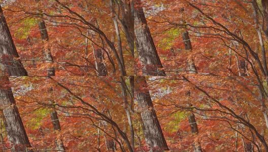 北国之秋枫叶王国高清在线视频素材下载