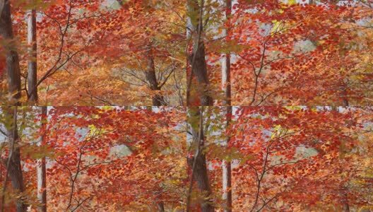 北国之秋枫叶王国高清在线视频素材下载