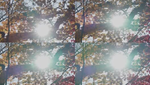 北国之秋枫叶王国高清在线视频素材下载