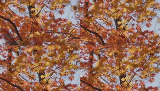北国之秋枫叶王国高清在线视频素材下载
