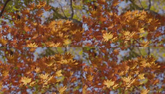 北国之秋枫叶王国高清在线视频素材下载