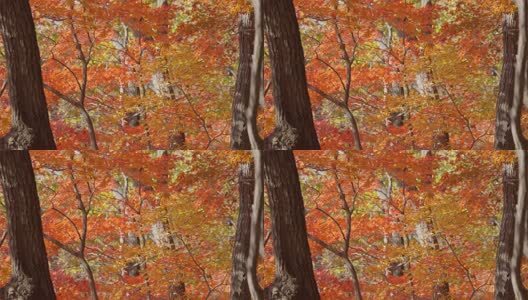 北国之秋枫叶王国高清在线视频素材下载