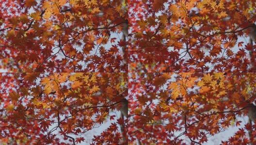 北国之秋枫叶王国高清在线视频素材下载