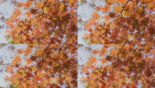 北国之秋枫叶王国高清在线视频素材下载