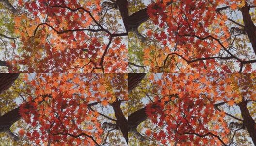 北国之秋枫叶王国高清在线视频素材下载