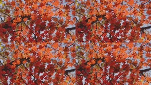北国之秋枫叶王国高清在线视频素材下载